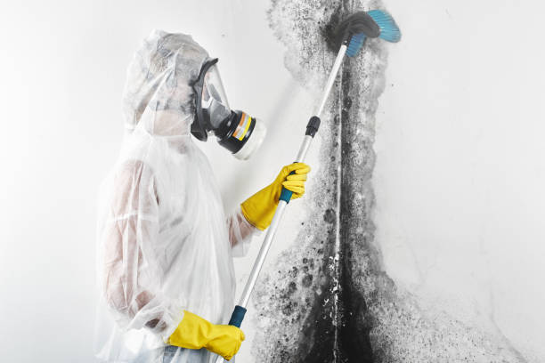 Best Mold Prevention Services  in Shannondale, WV