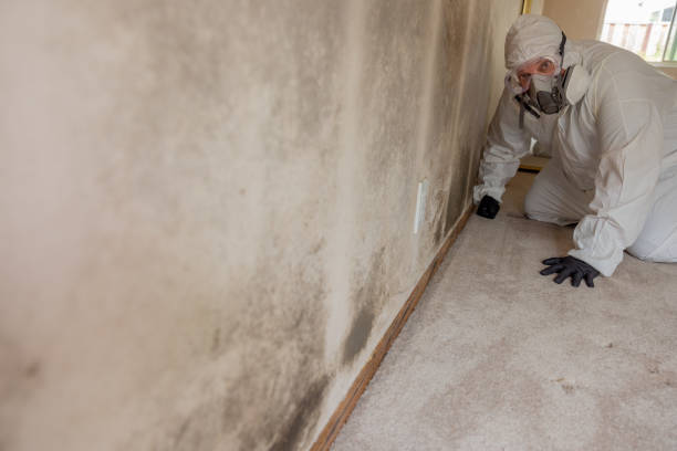 Best Dehumidification Services  in Shannondale, WV